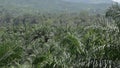 Palm Oil Plantation Over Mountains - Tilt 2