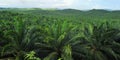 Palm Oil Plantation Royalty Free Stock Photo