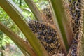 Young oil palm fruitlets, shiny exocarp, spiky fronds