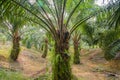 Oil palm plantation, matured and shady. Royalty Free Stock Photo