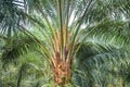 Matured oil palm tree with healthy fronds and trunk Royalty Free Stock Photo