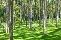 Palm oil tree plantation field aerial of agricultural industrial, Nature background