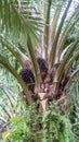 Palm oil tree