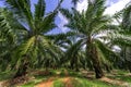 Palm oil tree plantation