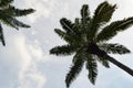 Palm oil tree silhouette