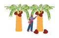 Palm oil trees with ripe fruit, farmer harvests from agricultural plant, seed of oil palm vector organic vegetarian food