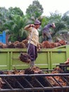 palm oil workers are thirsty
