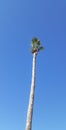 Palm Tree Royalty Free Stock Photo