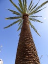 Palm in Ovalle, Chile Royalty Free Stock Photo