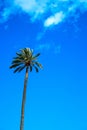 Palm over blue sky background