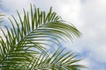 Palm Palm fronds Royalty Free Stock Photo