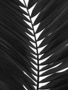 Palm palmtree tree black white grey tropical shadow paradise