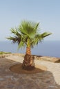 Palm in Pantelleria