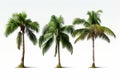 Palm paradise Set of coconut trees stands out on white