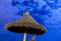 Palm parasol on moonlight beach