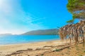 Palm parasol in Mugoni beach