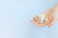 The palm of a person several sea shells on a blue background. Mockup, copy space..Travel trough the mind eyes