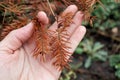 On palm of person is sick branch of coniferous plant from burn became brown in color. fire blight