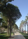 Palm and pine avenue along the sea in Antalya Royalty Free Stock Photo