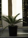 A Palm plamt on the street by Spanish Steps in Rome, Italy.