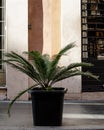 A Palm plamt on the street by Spanish Steps in Rome, Italy.