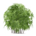 Palm plant bush isolated. Rhapis excelsa