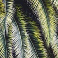 Palm plant leaf ecology Royalty Free Stock Photo