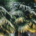 Palm plant leaf ecology Royalty Free Stock Photo