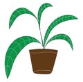 Palm plant with long green leaves in brown flower pot vector illustration Royalty Free Stock Photo