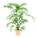 Palm plant in the pot
