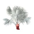 Palm plant tree isolated. Bismarckia nobilis