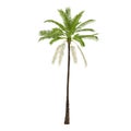 Palm plant tree isolated. Elaeis guineensis