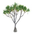 Palm plant tree isolated. Pandanus utilis Royalty Free Stock Photo