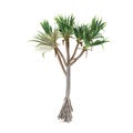 Palm plant tree isolated. Pandanus utilis Royalty Free Stock Photo