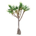 Palm plant tree isolated. Pandanus utilis Royalty Free Stock Photo