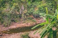 Palm plant tree.Musa acuminata banana