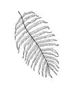 Palm plant. Tropical or exotic leaves and leaf. Vintage fern. Engraved flowers. Hand drawn. Botanical background. Vector