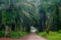 Palm plantation