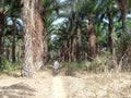 Palm plantation in Kwoi, Jaba local government Area of Kaduna