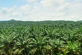 Palm Plantation in Malaysia