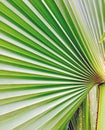 Palm pleat leaf one side Royalty Free Stock Photo