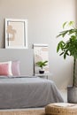 Palm and pouf next to bed in minimal grey and pink bedroom inter Royalty Free Stock Photo