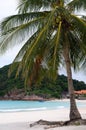 Palm on Redang beach