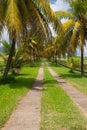 Palm road on the banana plantation, Guadeloupe Royalty Free Stock Photo