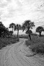 Palm Road Black and White Royalty Free Stock Photo