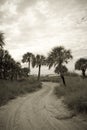 Palm Road Sepia Royalty Free Stock Photo