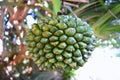 Palm Seed with Palm Trees Royalty Free Stock Photo