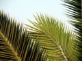 Palm Royalty Free Stock Photo