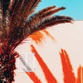 Palm shadow. Tropical vacation design. Canary island