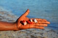 Palm with shells and corals, Zanzibar Royalty Free Stock Photo